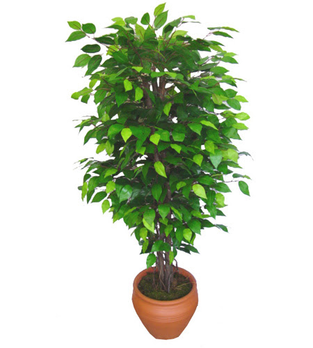 Ficus Benjamin 1,50 cm   Bursa anneler gn iek yolla 
