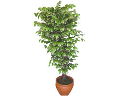 Ficus zel Starlight 1,75 cm   Bursa cicek , cicekci 