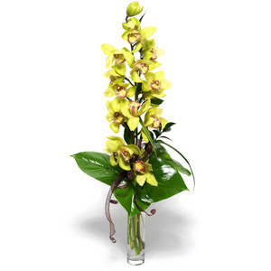  Bursa nternetten iek siparii  cam vazo ierisinde tek dal canli orkide