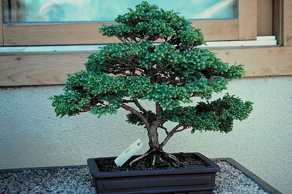 ithal bonsai saksi iegi  Bursa 14 ubat sevgililer gn iek 