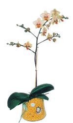  Bursa online iek gnderme sipari  Phalaenopsis Orkide ithal kalite