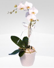 1 dall orkide saks iei  Bursa online ieki , iek siparii 