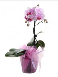 1 dal pembe orkide saks iei  Bursa kaliteli taze ve ucuz iekler 