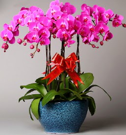 7 dall mor orkide  Bursa iek online iek siparii 