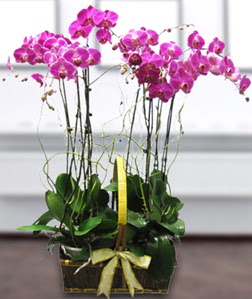 4 dall mor orkide  Bursa gvenli kaliteli hzl iek 