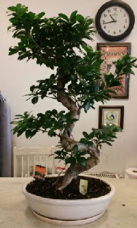 100 cm yksekliinde dev bonsai japon aac  Bursa nternetten iek siparii 
