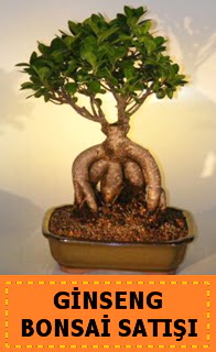 Ginseng bonsai sat japon aac  Bursa cicek , cicekci 