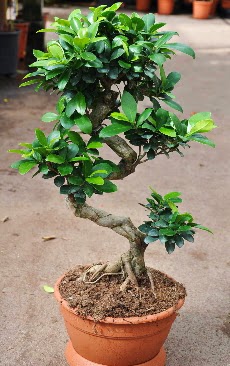 Orta boy bonsai saks bitkisi  Bursa internetten iek siparii 