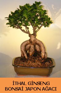 thal japon aac ginseng bonsai sat  Bursa nternetten iek siparii 