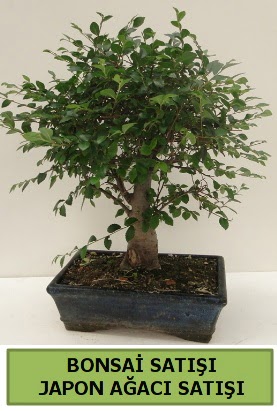 Minyatr bonsai japon aac sat  Bursa iek gnderme sitemiz gvenlidir 