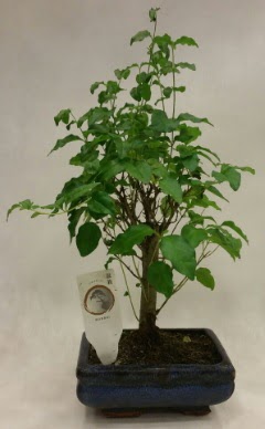 Minyatr bonsai japon aac sat  Bursa ieki telefonlar 
