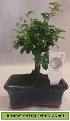 Minyatr bonsai aac sat  Bursa iek gnderme 