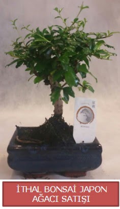 thal kk boy minyatr bonsai aa bitkisi  Bursa ieki telefonlar 