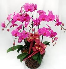 Sepet ierisinde 5 dall lila orkide  Bursa ucuz iek gnder 