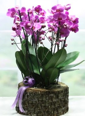 Ktk ierisinde 6 dall mor orkide  Bursa ucuz iek gnder 