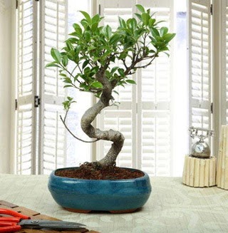 Amazing Bonsai Ficus S thal  Bursa internetten iek siparii 