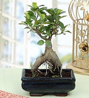 Appealing Ficus Ginseng Bonsai  Bursa anneler gn iek yolla 