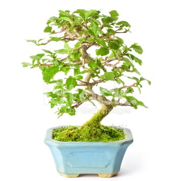 S zerkova bonsai ksa sreliine  Bursa nternetten iek siparii 