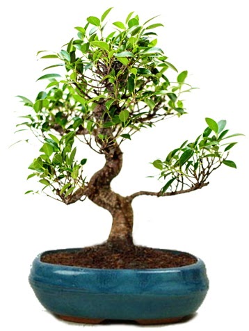 25 cm ile 30 cm aralnda Ficus S bonsai  Bursa iek gnderme sitemiz gvenlidir 