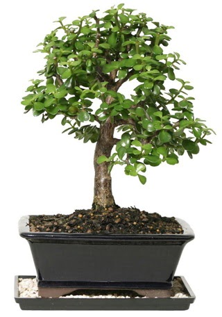 15 cm civar Zerkova bonsai bitkisi  Bursa iek siparii sitesi 