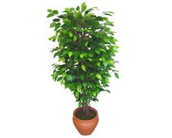 Ficus Benjamin 1,50 cm   Bursa anneler gn iek yolla 
