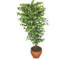 Ficus zel Starlight 1,75 cm   Bursa cicek , cicekci 