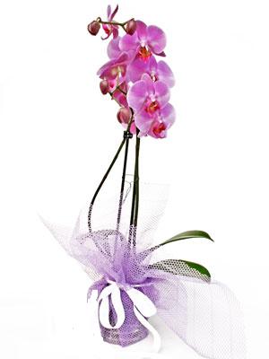  Bursa anneler gn iek yolla  Kaliteli ithal saksida orkide