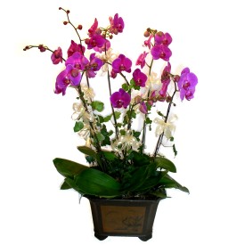  Bursa cicek , cicekci  4 adet orkide iegi