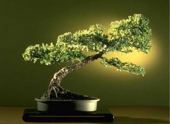 ithal bonsai saksi iegi  Bursa ieki maazas 