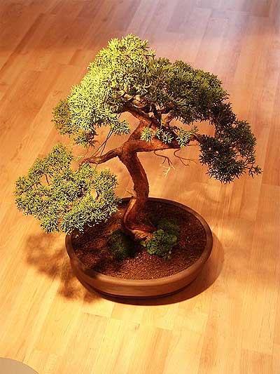 ithal bonsai saksi iegi  Bursa iek maazas , ieki adresleri 
