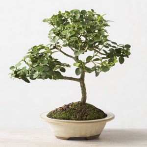 ithal bonsai saksi iegi  Bursa iek online iek siparii 