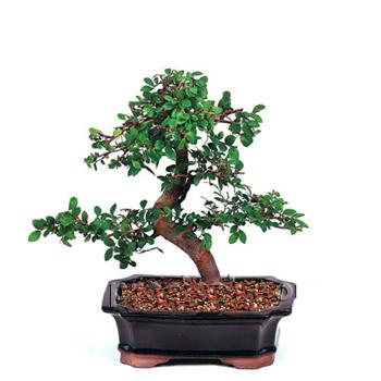 ithal bonsai saksi iegi  Bursa iek siparii vermek 