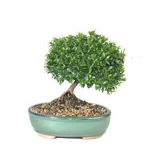 ithal bonsai saksi iegi  Bursa cicekciler , cicek siparisi 