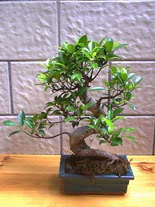 ithal bonsai saksi iegi  Bursa hediye sevgilime hediye iek 
