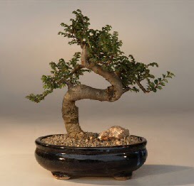 ithal bonsai saksi iegi  Bursa 14 ubat sevgililer gn iek 