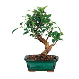  Bursa iek siparii sitesi  ithal bonsai saksi iegi  Bursa iek online iek siparii 