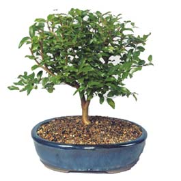  Bursa ieki maazas  ithal bonsai saksi iegi  Bursa online ieki , iek siparii 