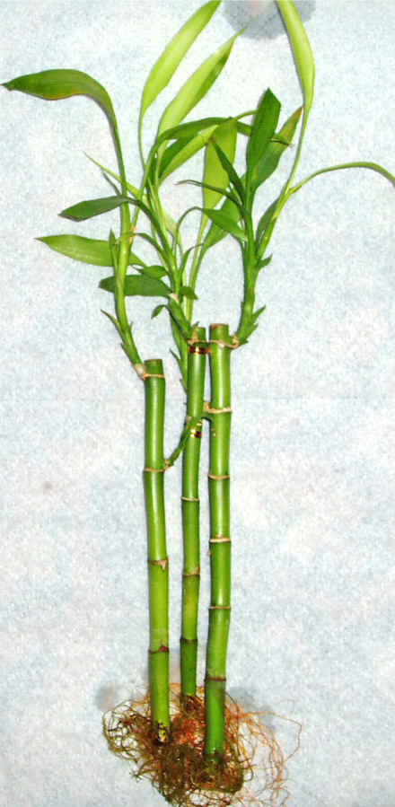 Lucky Bamboo 3 adet vazo hediye edilir   Bursa cicek , cicekci 