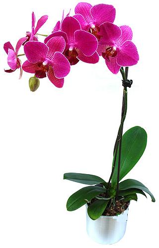  Bursa ieki maazas  saksi orkide iegi