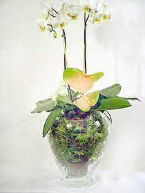 Bursa iek sat  Cam yada mika vazoda zel orkideler