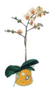  Bursa online iek gnderme sipari  Phalaenopsis Orkide ithal kalite