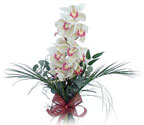  Bursa iek siparii sitesi  Dal orkide ithal iyi kalite