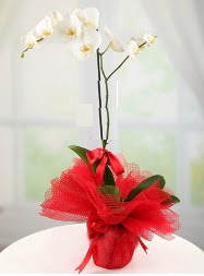 1 dal beyaz orkide saks iei  Bursa yurtii ve yurtd iek siparii 