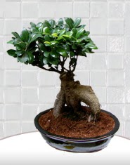 saks iei japon aac bonsai  Bursa kaliteli taze ve ucuz iekler 
