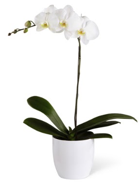 1 dall beyaz orkide  Bursa 14 ubat sevgililer gn iek 