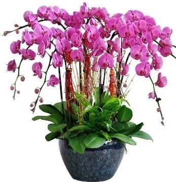 9 dall mor orkide  Bursa 14 ubat sevgililer gn iek 