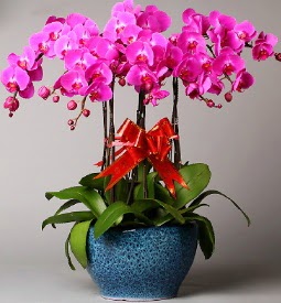 7 dall mor orkide  Bursa iek online iek siparii 