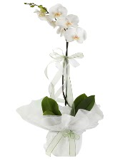 1 dal beyaz orkide iei  Bursa iek siparii vermek 