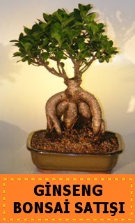Ginseng bonsai sat japon aac  Bursa cicek , cicekci 