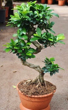 Orta boy bonsai saks bitkisi  Bursa internetten iek siparii 